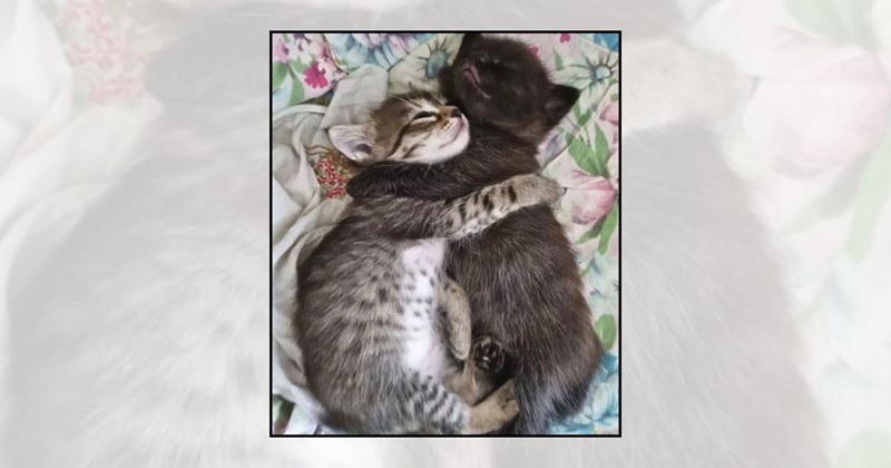 cuddly cats cat cuddles rainy day cats of instagram adorable cats snuggly cats cat pictures rainy week cozy cat cuddling cats cute cats cute kittens cat lovers Cats - 46600709