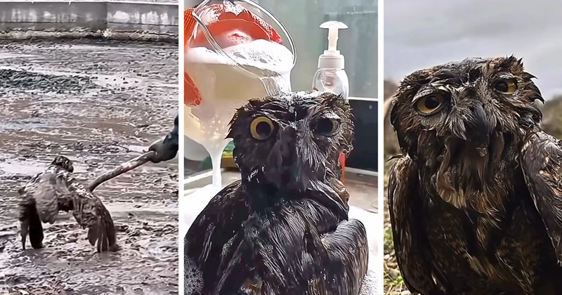 Rescues & Adoption owl rescue animal rescue viral animal rescue video animal stories rescue animals trapped animal rescue story mud rescue viral animal rescue - 46606085