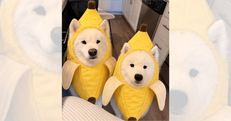 dogs cute dogs cute doggos puppies dog photos doggos doggo funny dogs Photo dogs in costumes funny Doggos - 46607109