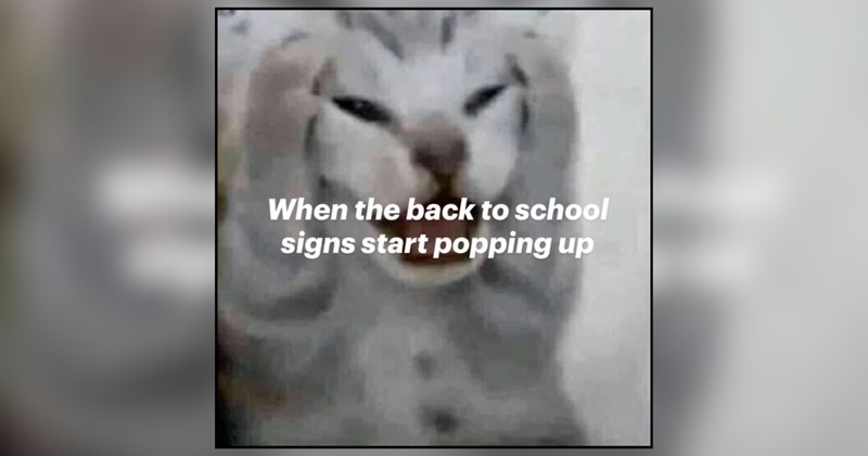 27 cat memes | thumbnail includes one meme and one picture of text including 'When the back to school signs start popping up' 