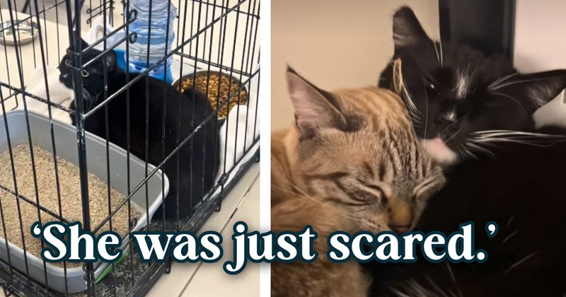 13 cat and text pictures, 4 cat pictures, 4 text pictures, 1 video | thumbnail includes two pictures of a cat, and ‘She was just scared.’