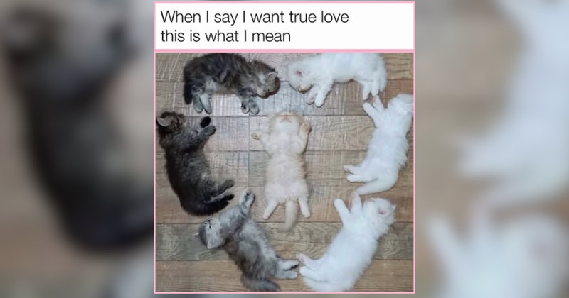 25 Sweet Feline Funnies to Soften the Edges of Your Day