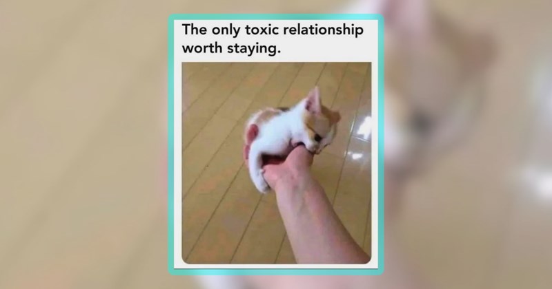 24 cat memes | thumbnail includes one meme including 'The only toxic relationship worth staying.'