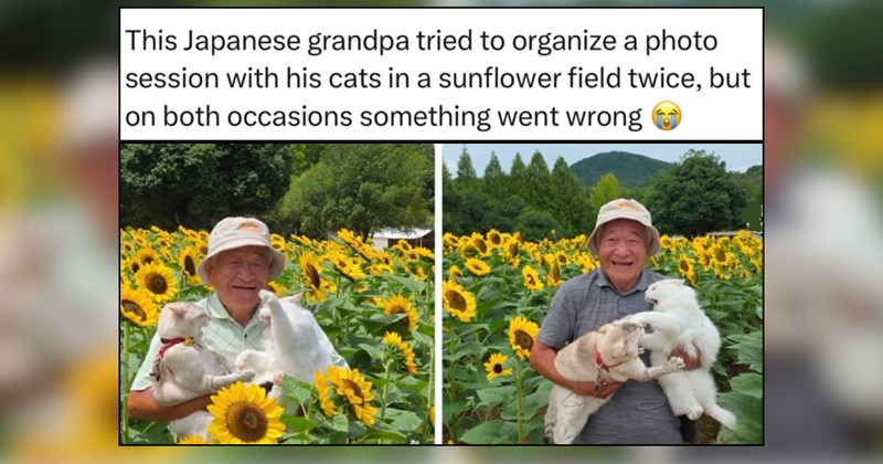 24 Whimsical Cat Memes For Folks In Need of a Playful Escape From Reality