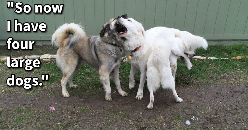Stray dog found trying save injured dog’s life on road given loving foster home, but when adopters arrive foster pawrent realized she made mistake, one that would be corrected very shortly: ‘It just feels so right to have him back in my house.’ | thumbnail includes one image which shows three large fluffy dogs playing in garden ‘“So now I have four large dogs.”’
