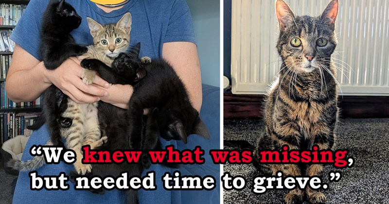 story about someone who lost their cat adopting a litter of four kittens | thumbnail includes one picture of an old cat and another of a person holding up four kittens at once 'We knew what was missing, but needed time to grieve'