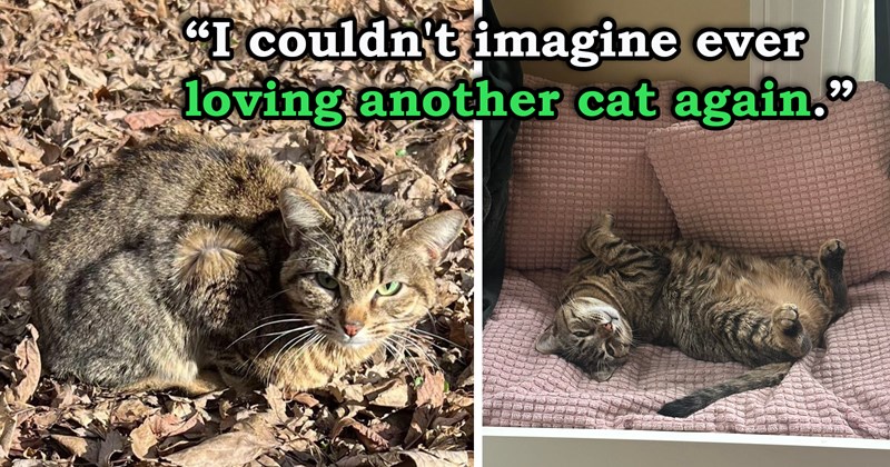 story about someone who lost their cat being convinced that their cat sent them a stray kitten to adopt | thumbnail includes two pictures of a cat including a cat outside and a cat showing its belly on a couch 'I couldn't imagine ever loving another cat again'