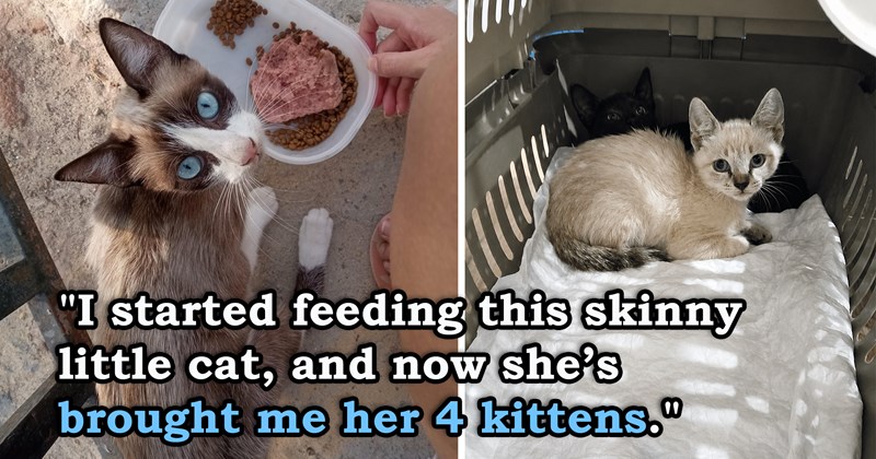 story about someone feeding a stray cat and that cat bringing them her kittens | thumbnail includes two pictures including a skinny cat eating and two kittens in a cat carrier 'I started feeding this skinny little cat, and now she’s brought me her 4 kittens'