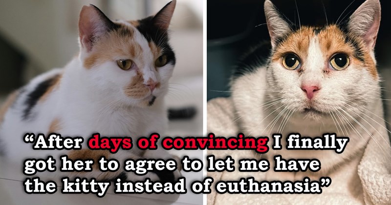 story about a vet clinic worker adopting a cat meant for euthanazia and then getting the cat's sister too | thumbnail includes two pictures of calico cats 'After days of convincing I finally got her to agree to let me have the kitty instead of euthanasia'