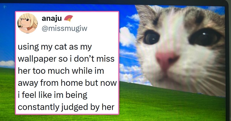 viral cat tweets from X | thumbnail includes one picture of a closeup of a cat on a screen and one tweet 'anaju @missmugiw using my cat as my wallpaper so i don't miss her too much while im away from home but now i feel like im being constantly judged by her 4:18 AM • Aug 27, 2026 145.1K Views 15 1.4K 22K 625'