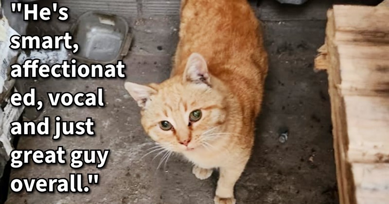 Factory cat finally gets furever home with worker after harmful threats from factory owner towards the feline, but when move spooks the cat, rescuer has work win him over: ‘He's very affectionate and now he likes to lie down and purr’  | thumbnail includes one image which shows an orange cat standing next to wood ‘“He’s smart, affectionate, vocal and just great guy overall.”’