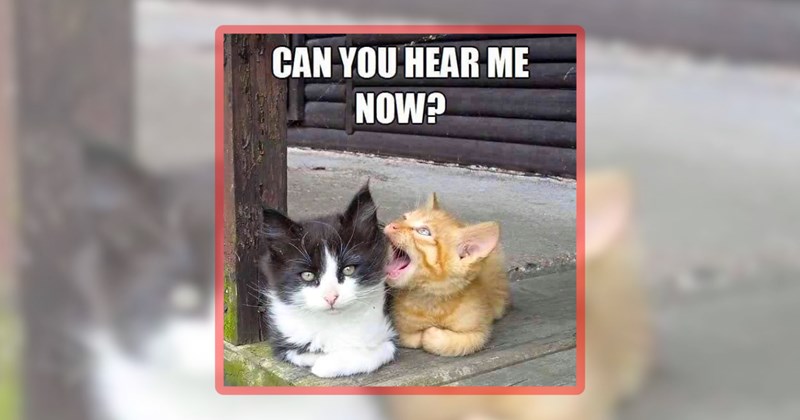 26 cat memes | thumbnail includes one meme including 'CAN YOU HEAR ME NOW?'