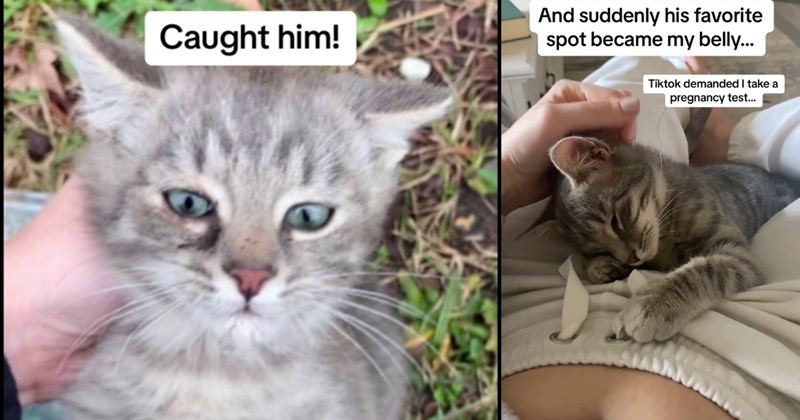 Kitten saved from dumpster instantly becomes foster fail as pawrents fall in love, but what they didn’t expect is street cat’s heart melting reaction to his hooman mom’s pregnancy new sister: ‘ Biscus stayed on my belly for the whole 9 months.’ | thumbnail includes two images one image shows a gray and white kitten being held by neck ‘Caught him!’, the other image shows a gray and white kitten lying on pregnant belly ‘And suddenly his favorite spot became my belly…’
