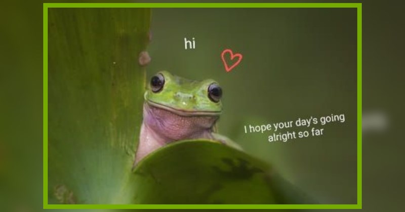 23 Fairytale Frogs Wishing You a Whimsical Week Full of Magic 