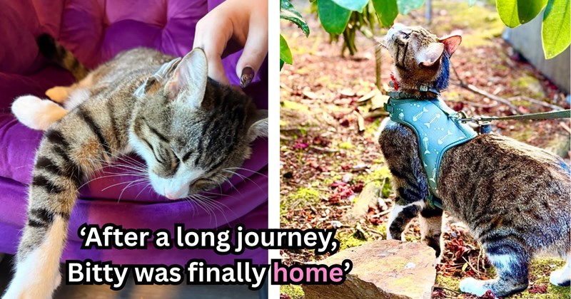 Woman finds abandoned cat but roommate doesn't want to take him in, she refuses to give up on him and moves out so the two can live peacefully