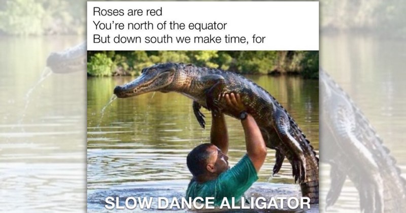 39 animal pictures and memes | Thumbnail includes one meme including 'Roses are red You're north of the equator But down south we make time, for SLOW DANCE ALLIGATOR'