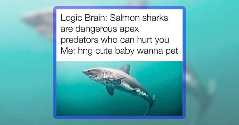 22 shark memes | thumbnail includes one meme including 'Logic Brain: Salmon sharks are dangerous apex predators who can hurt you Me: hng cute baby wanna pet'