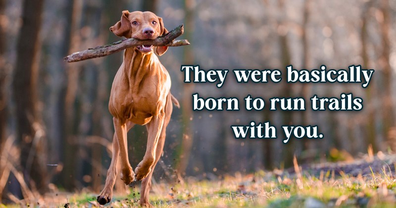 8 dog pictures | thumbnail includes one dog picture, and 'They were basically born to run trails with you.'