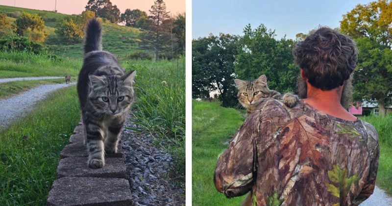 Sweet cat Captain goes missing for over a month, her pawrents hear meowing one day only to see her running up to them at full speed: 'She is getting extra food and love for the next few days'