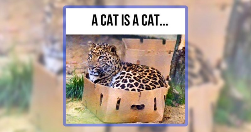 25 animal memes | thumbnail includes one meme including 'A CAT IS A CAT...'