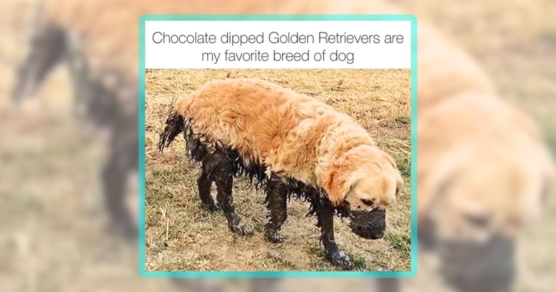 29 dog memes | thumbnail includes one meme including 'Chocolate dipped Golden Retrievers are my favorite breed of dog.'