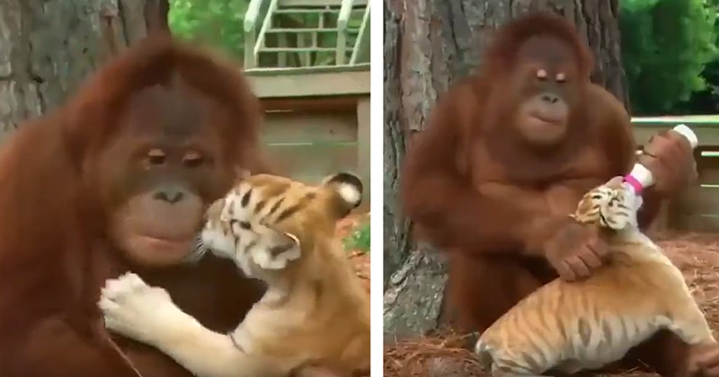 Orangutan bottle feeds tiger cubs after watching caretakers do it, embodying their mama in heartwarming video