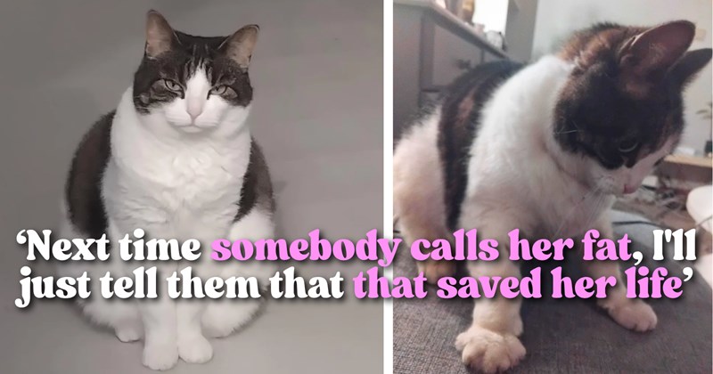 Story of lost cat Elsa, finding Elsa after surviving 3 weeks without food, her fat saved her life | Thumbnail includes two pictures of a white and brown cat and one picture of text including '‘Next time somebody calls her fat, I'll just tell them that that saved her life’'