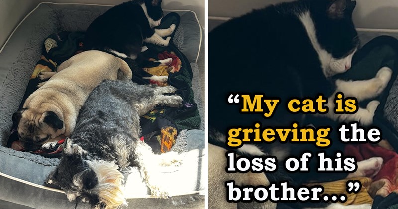 story about a grieving cat finding comfort in the family dogs | thumbnail includes one picture of a cat sleeping next to two dogs 'My cat is grieving the loss of his brother'