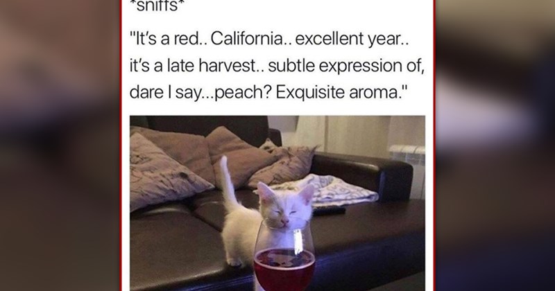 funny and wholesome cat memes | thumbnail includes one meme of a white kitten sniffing a wine glass '*sniffs* "It's a red.. California.. excellent year.. it's a late harvest.. subtle expression of, dare I say...peach? Exquisite aroma."'