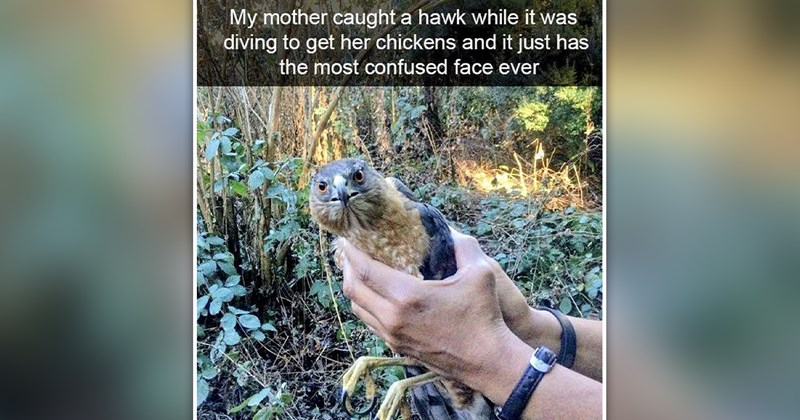 funny and wholesome farm animal memes | thumbnail includes one meme of a person holding a hawk 'My mother caught a hawk while it was diving to get her chickens and it just has the most confused face ever'
