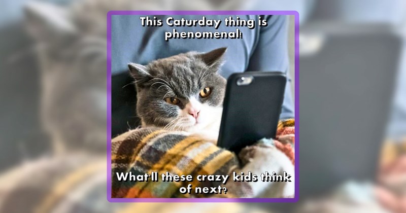 47 cat memes | thumbnail includes one meme including 'This Caturday thing is phenomenal! What Il these crazy kids think of next?'