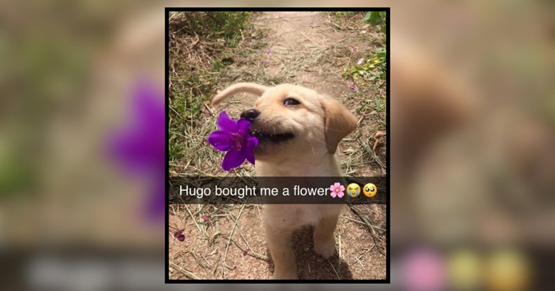 21 Rural Animals to Reminisce Quiet Days of Warmth and Relaxation 