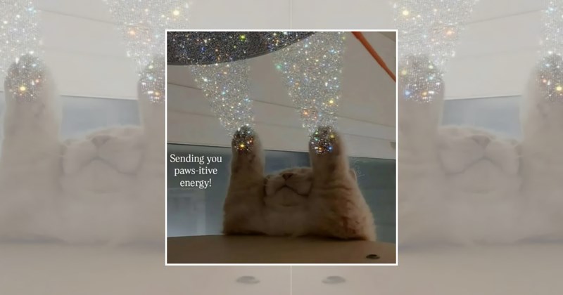 wholesome cats adorable cats positive cat cat pictures cute cats funny cats Cats Cats - 46631685