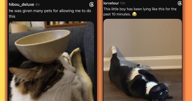 wholesome cat adorable adorable cats heartwarming cat pictures cute cute cats cat tweets social media Cats animals Cats - 46632453