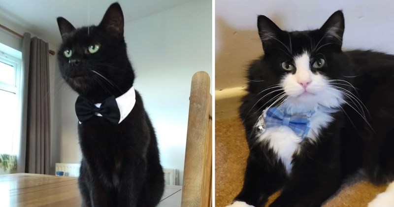 27 cat pictures | thumbnail includes two pictures of cats 