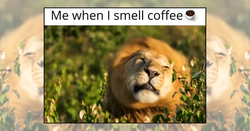 energetic caffeine animal memes wholesome animal memes Animals - 46642693