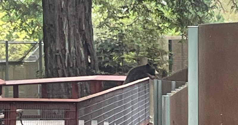 Wild black bear breaks into California zoo just to politely watch the other bears, then walks back home into the forest: 'Just another visitor at the zoo'