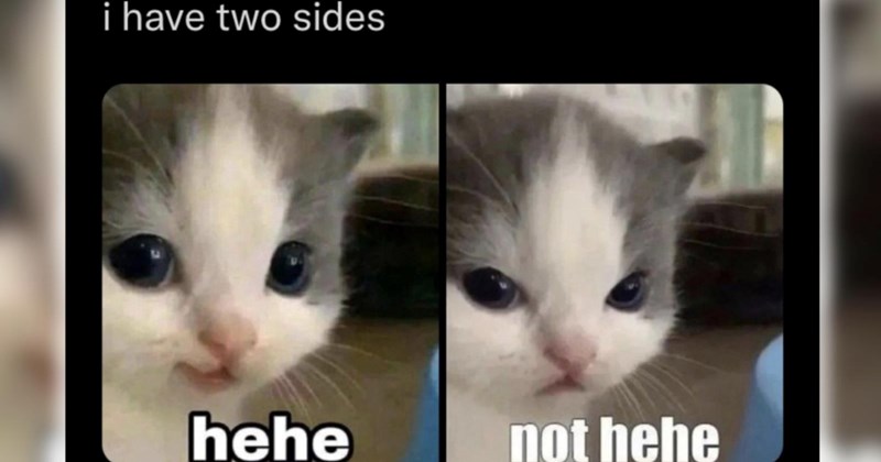 wholesome hilarious funny memes purrfect Memes cute cats funny cats feline hissterical funny felines Cats funny animals pawdorable cat memes Cats - 46644229