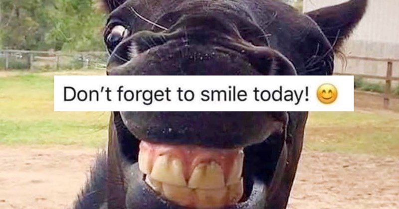 30 Hilarious Horse Memes that’ll Have You Foal-ing Over with Laughter | thumbnail includes two images one image shows a black horse in a paddock smiling showing teeth ‘Dont forget to smile today!’
