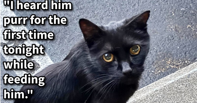 Sick abandoned cat trapped by cat lovers who nursed skinny feline back to health after registered owners don’t respond to calls gave it loving furever home with them: ‘No word from his past owner yet, so I think I most likely have a new cat!’’ | thumbnail includes one image which shows a black cat with orange eyes sitting on side walk looking up ‘“I heard him purr for the first time tonight while feeding him.”’