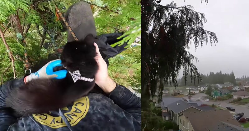 Scared cat stuck in 95ft tree saved by pawfessional feline rescuer who scaled the massive cedar to reunite a family torn apart by the forest