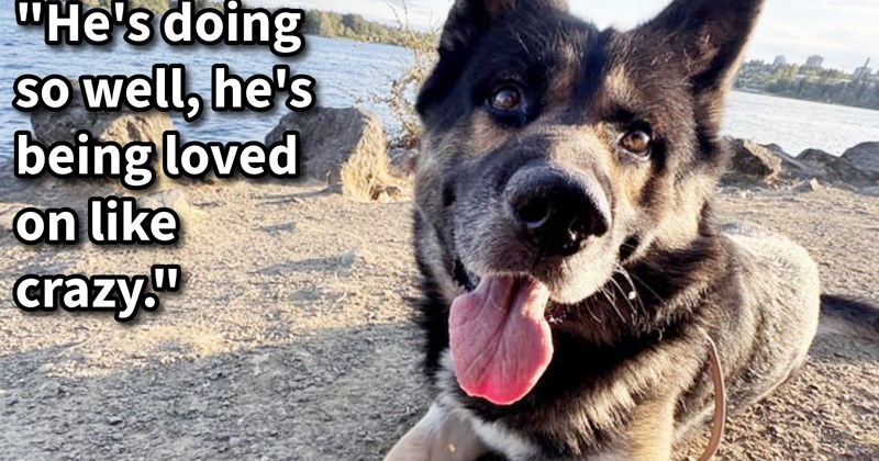 ‘He put dog leash in his lap and walked away.’: Dog casually abandoned by pawrent in cafe lucks out with loving foster pawrents a potential furever home as search for his negligent pawrent continues | thumbnail includes one image which shows a black and gray dog lying on beach panting ‘"He's doing so well, he's being loved on like crazy."’