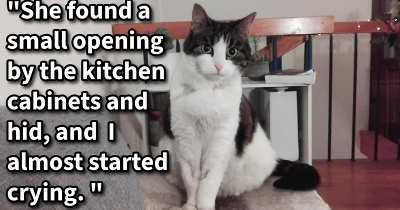 Indoor cat finally found 3 weeks after pawrent’s moved when new homeowners renovated kitchen, but cat’s condition leaves vets confused after having not eaten for weeks: ‘She in new apartment has been exploring the new place.’  | thumbnail includes one image which shows a black and white cat sitting on couch ‘“She found a small opening by the kitchen cabinets and hid, and I almost started crying.”’