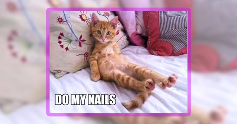 27 cat memes | thumbnail includes one meme including 'DO MY NAILS'