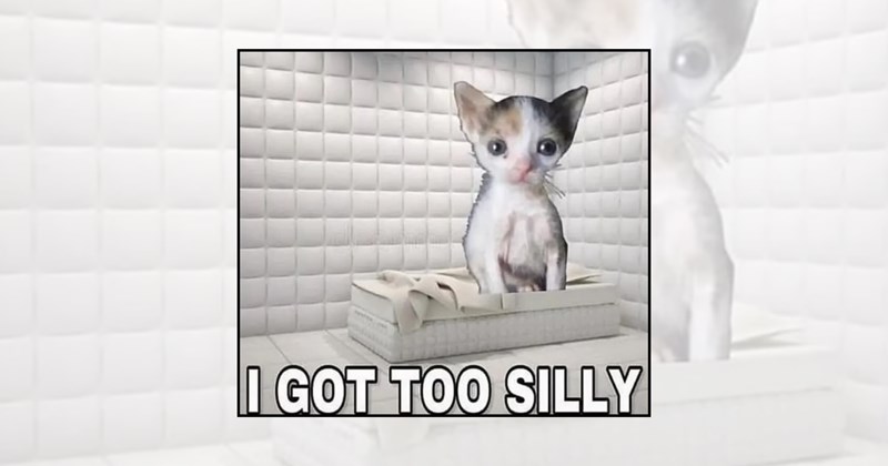 funny kittens tiny cats adorable kittens soft kitten memes wholesome cat memes cute kittens wholesome kittens kitten memes cat memes baby cats cat lovers Cats - 46651909