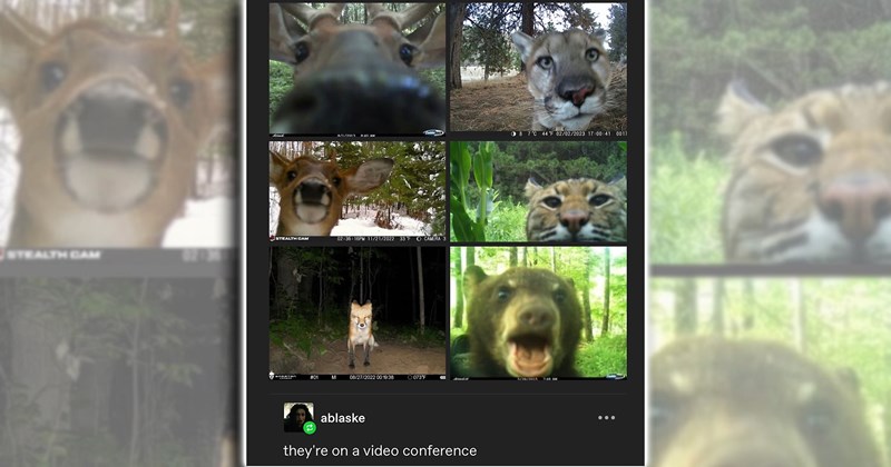 humor dogs bears comedy wildlife horses Cats funny animals Funny Animals - 46654469