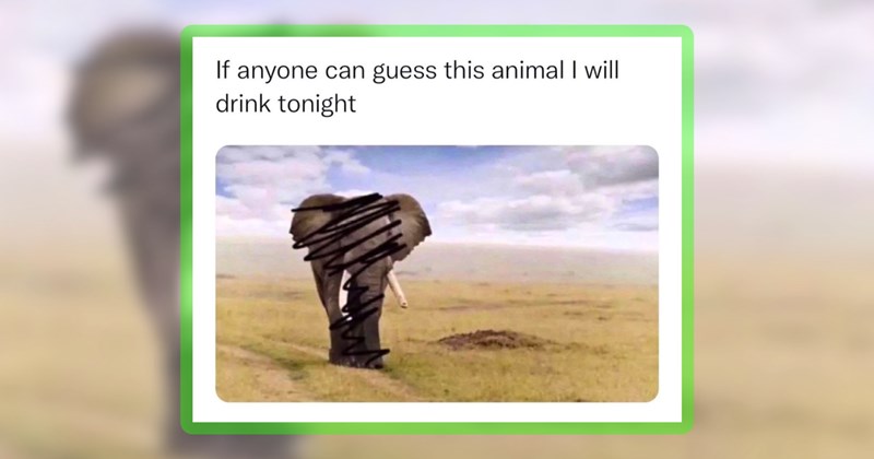25 animal memes | thumbnail includes one meme including 'If anyone can guess this animal I will drink tonight'