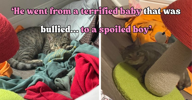 25 pictures of cats and text | thumbnail includes two pictures of a cat and one picture of text including '‘He went from a terrified baby that was bullied... to a spoiled boy’' 