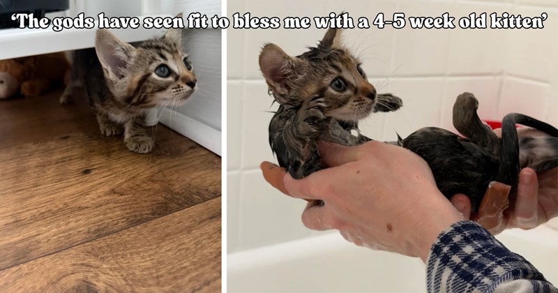 21 pictures of cats and text | thumbnail includes two pictures of a cat and one picture of text including '‘The gods have seen fit to bless me with a 4-5 week old kitten’' 