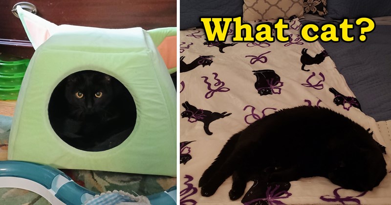 pictures of black cats hiding | thumbnail includes two pictures including a black cat in a cat bed where you can only see the eyes and a black cat lying on a bed cover with images of black cats on it